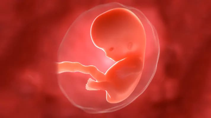 1-ci trimestrinin əsas mərhələləri