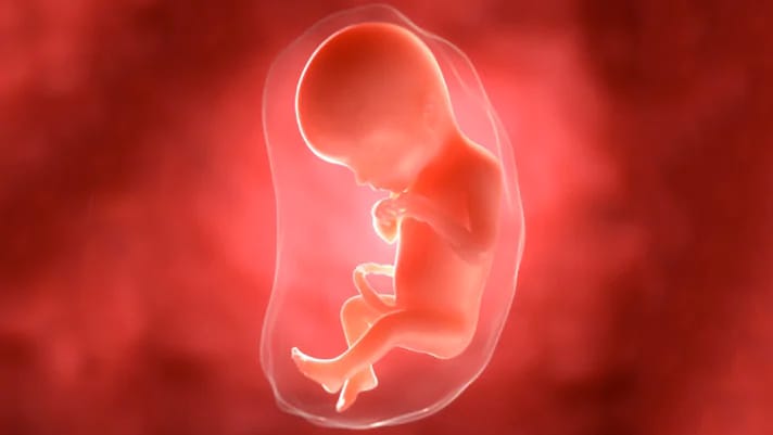 2-й триместр береммености